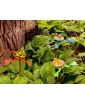 A trio of Hopkins Garden Frog Decor showcased in a natural setting – a lifestyle image.