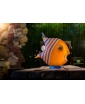 The Orange Angelfish Glass Sculpture by Borowski Glass displayed on a wooden table.