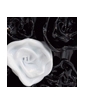 OPULENT BLACK & WHITE - SWATCH